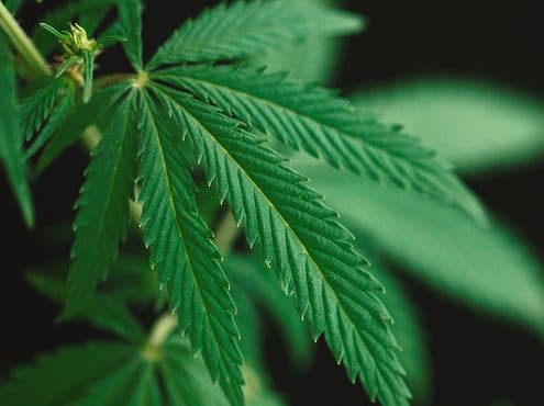 Medical cannabis education